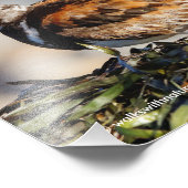 Ein Showstop Ruddy Turnstone Fotodruck (Ecke)