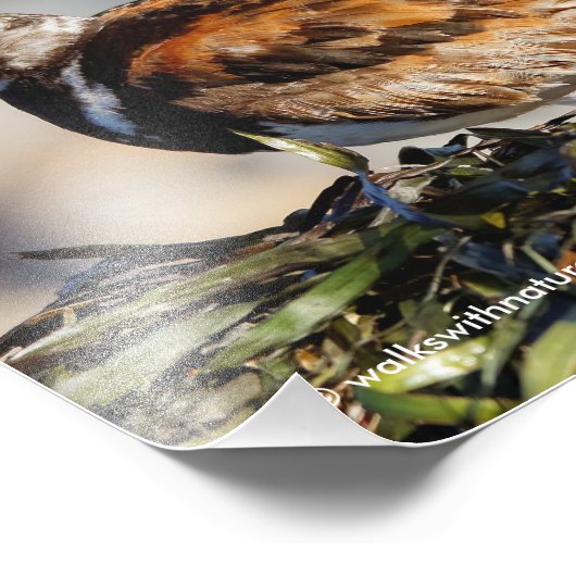Ein Showstop Ruddy Turnstone Fotodruck (Ecke)