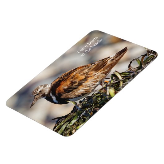 Ein Showstop Ruddy Turnstone Magnet (Linke Seite)