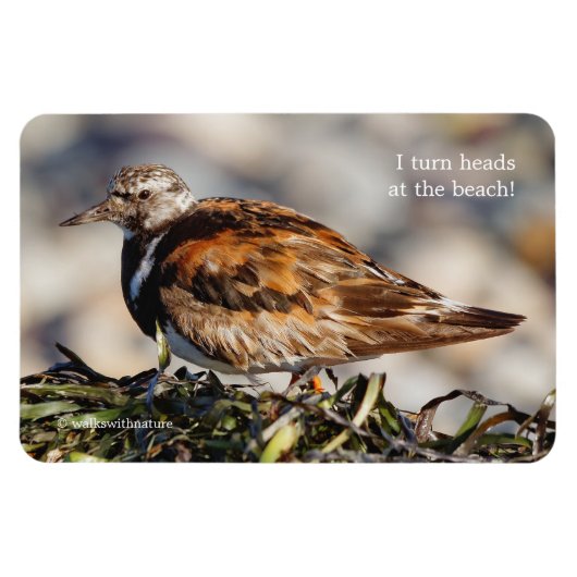 Ein Showstop Ruddy Turnstone Magnet (Horizontal)
