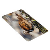 Ein Showstop Ruddy Turnstone Magnet (Rechte Seite)
