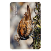 Ein Showstop Ruddy Turnstone Magnet (Vertikal)