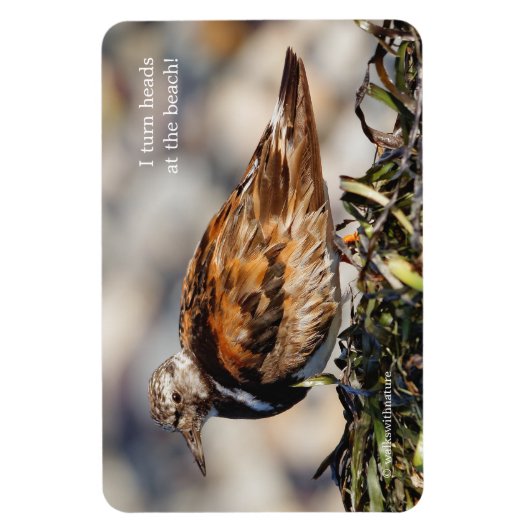 Ein Showstop Ruddy Turnstone Magnet (Vertikal)