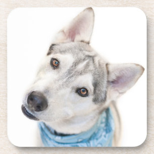Ein sibirischer Husky-Mix kippt seinen Kopf Getränkeuntersetzer