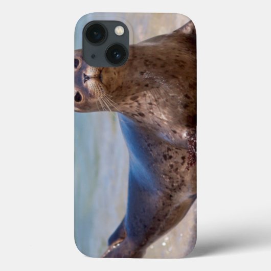 Ein Siegel am Strand entlang der Pazifikküste Case-Mate iPhone Hülle (Rückseite)
