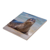 Ein Siegel am Strand entlang der Pazifikküste Fliese (Seite)