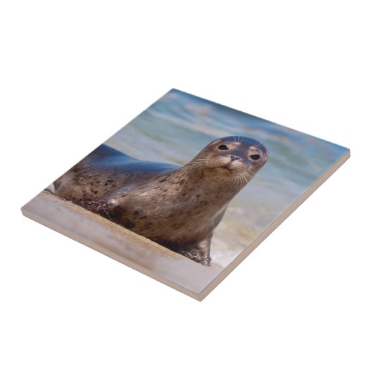 Ein Siegel am Strand entlang der Pazifikküste Fliese (Seite)