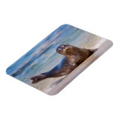 Ein Siegel am Strand entlang der Pazifikküste Magnet (Linke Seite)