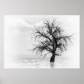 EIN SINGLE BAUM IN EINEM SCHWIMMBAD MIT FOG POSTER (Vorne)