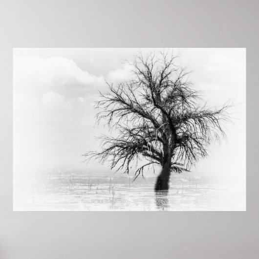 EIN SINGLE BAUM IN EINEM SCHWIMMBAD MIT FOG POSTER (Vorne)
