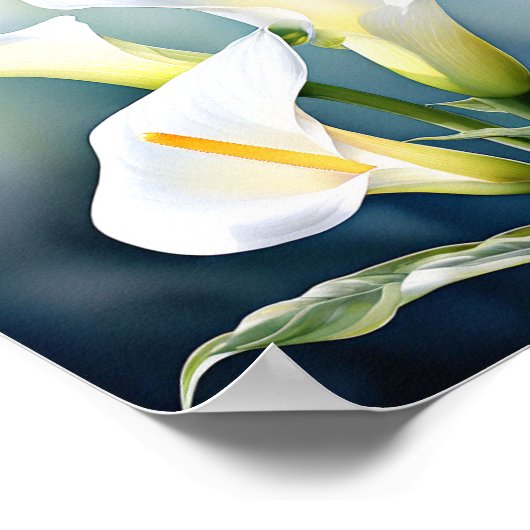 Ein Single elegant Calla Lilie. Poster (Ecke)