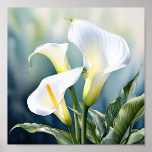 Ein Single elegant Calla Lilie. Poster