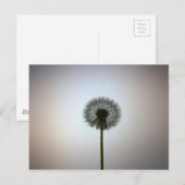 Ein Single-Löwenzahn gegen einen weißen Hintergrun Postkarte (Vorne/Hinten)