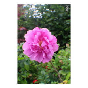 Ein Single Rosa Blume Fotodruck