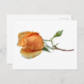 Ein Single Rose Schneiden Feiertagspostkarte (Vorne/Hinten)