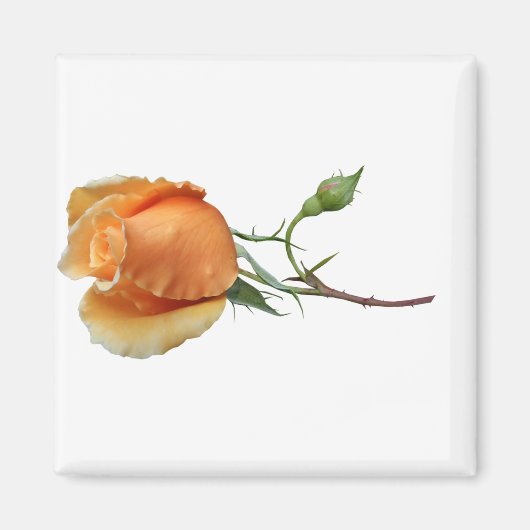 Ein Single Rose Schneiden Magnet (Vorne)