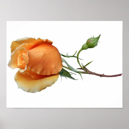 Ein Single Rose Schneiden Poster (Vorne)