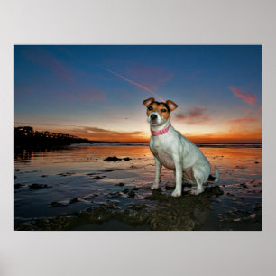 Ein sitzender Strand Jack-Russells Strand- Poster