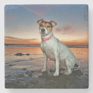 Ein sitzender Strand Jack-Russells Strand- Steinuntersetzer