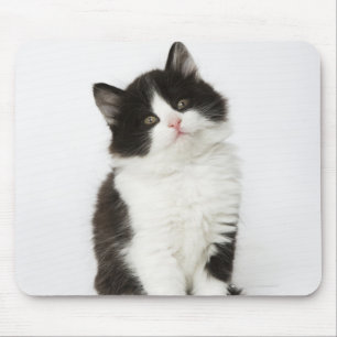 Ein sitzendes Untersuchung des jungen Kätzchens Mousepad