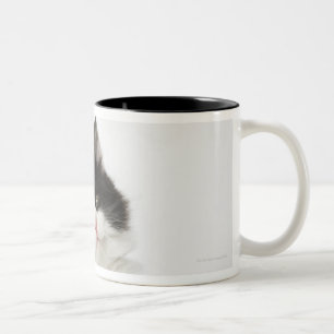 Ein sitzendes Untersuchung des jungen Kätzchens Zweifarbige Tasse
