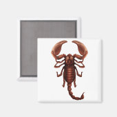 Ein Skorpion Magnet (Vorderseite/Rückseite)