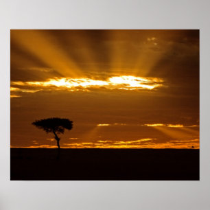 Ein Sonnenaufgang mit offenem Maul im Maasai Mara Poster