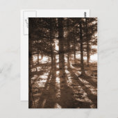 Ein Sonnenuntergang im Wald Postkarte. Postkarte (Vorne/Hinten)