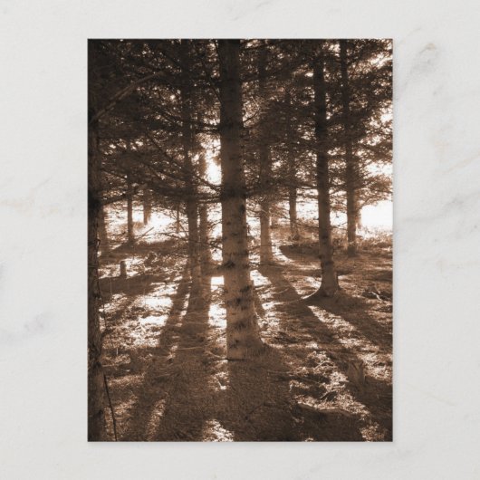 Ein Sonnenuntergang im Wald Postkarte. Postkarte (Vorderseite)