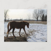 Ein Sorrel Pferd im Winter mit Schnee Postkarte (Vorderseite)