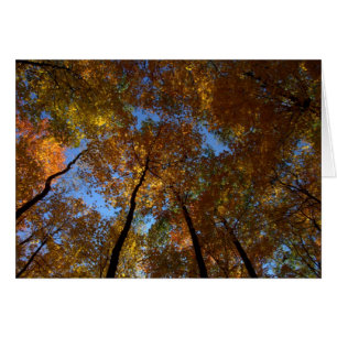 Ein Spaziergang in Charleston Fall #18