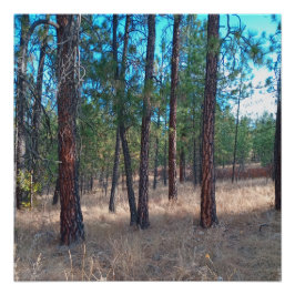 Ein Spaziergang zwischen den Bäumen Glossy Poster