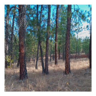 Ein Spaziergang zwischen den Bäumen Glossy Poster