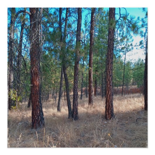 Ein Spaziergang zwischen den Bäumen Glossy Poster (Vorderseite)