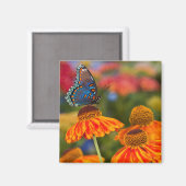 Ein Spicebush-Frack, Papilio troilo Magnet (Vorderseite/Rückseite)
