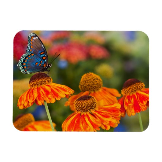 Ein Spicebush-Frack, Papilio troilo Magnet (Horizontal)