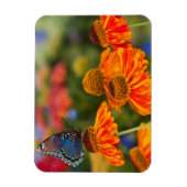 Ein Spicebush-Frack, Papilio troilo Magnet (Vertikal)