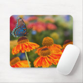 Ein Spicebush-Frack, Papilio troilo Mousepad (Mit Mouse)