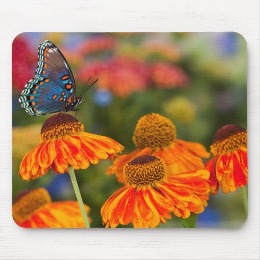 Ein Spicebush-Frack, Papilio troilo Mousepad (Vorne)