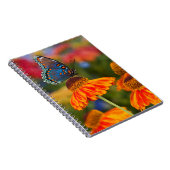 Ein Spicebush-Frack, Papilio troilo Notizblock (Rechte Seite)