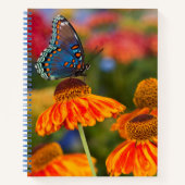 Ein Spicebush-Frack, Papilio troilo Notizblock (Vorderseite)