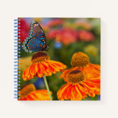 Ein Spicebush-Frack, Papilio troilo Notizblock (Vorderseite)