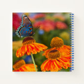 Ein Spicebush-Frack, Papilio troilo Notizblock (Rückseite)