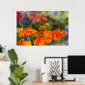 Ein Spicebush-Frack, Papilio troilo Poster (Heimbüro)