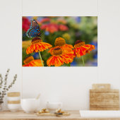 Ein Spicebush-Frack, Papilio troilo Poster (Küche)