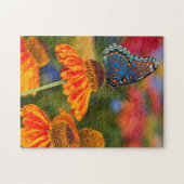 Ein Spicebush-Frack, Papilio troilo Puzzle (Horizontal)