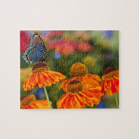 Ein Spicebush-Frack, Papilio troilo Puzzle (Horizontal)