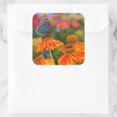 Ein Spicebush-Frack, Papilio troilo Quadratischer Aufkleber (Tasche)