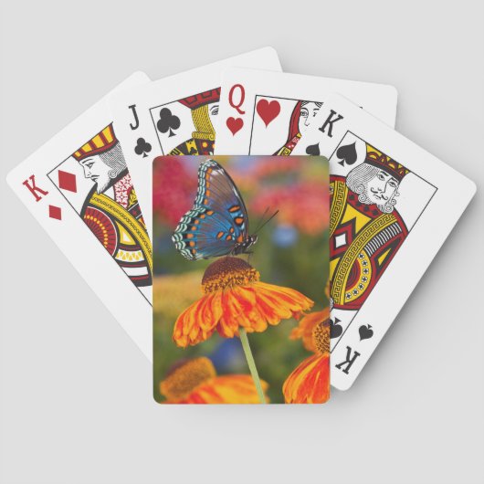 Ein Spicebush-Frack, Papilio troilo Spielkarten (Rückseite)