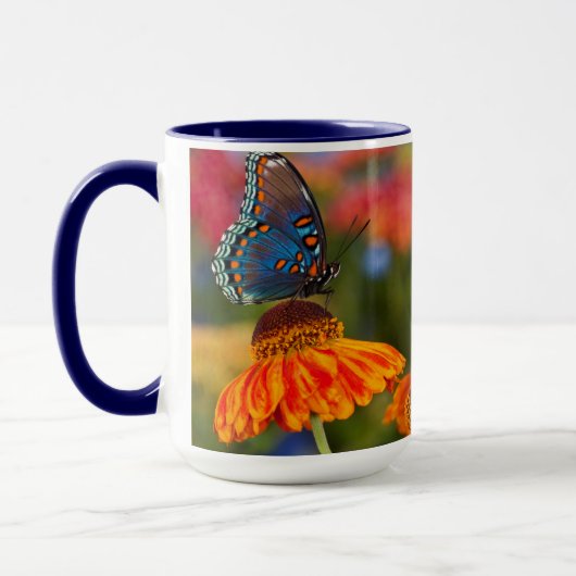 Ein Spicebush-Frack, Papilio troilo Tasse (Links)